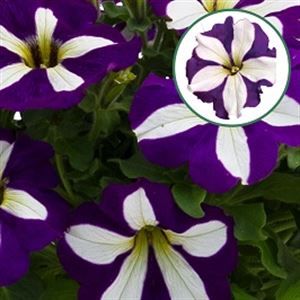 Bild von Petunia P12 Lucky Lilac